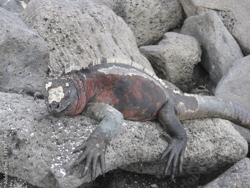 The Marine and Land Iguanas of the Galapagos Islands, Ecuador