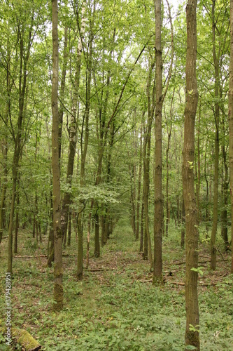 K  nstlich angelegter Laubwald.