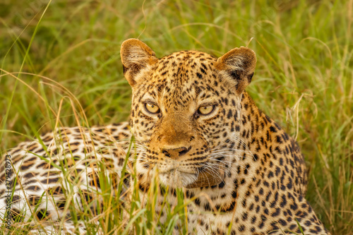 Leopard   Panthera pardus  relaxing in the grass  Queen Elizabeth National Park  Uganda. 