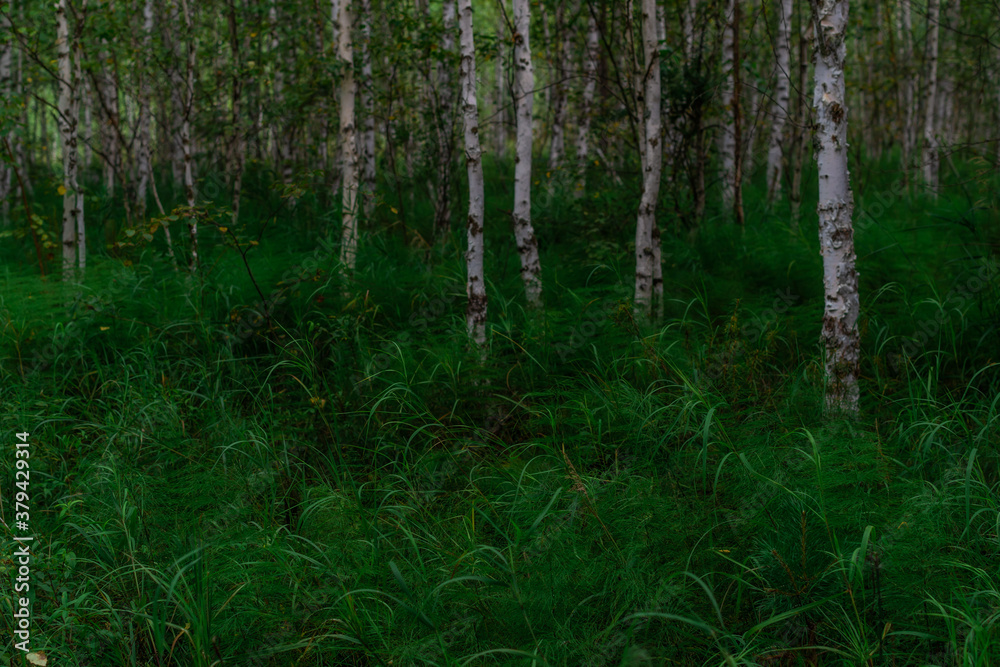 Fototapeta premium birch forest, many white tree trunks with black stripes and patterns and foliage stand in green grass, a thicket