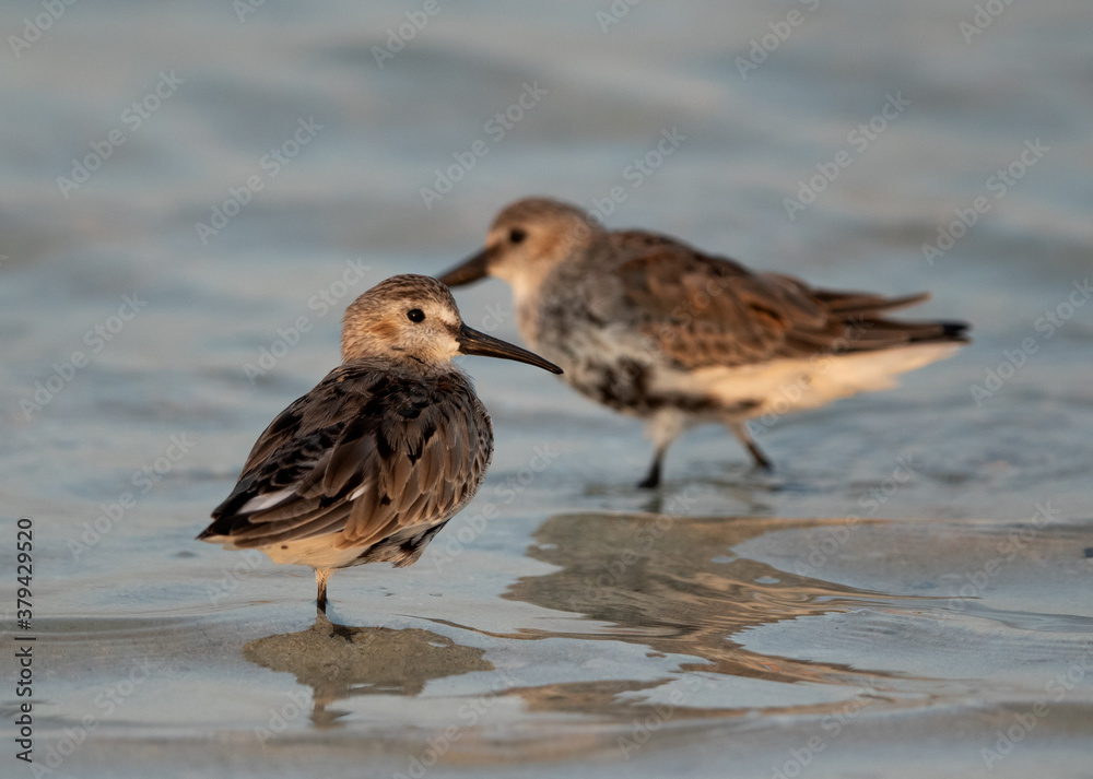 Dunlins resting at Busaiteen coast, Bahrain Dunlins resting at Busaiteen coast, Bahrain