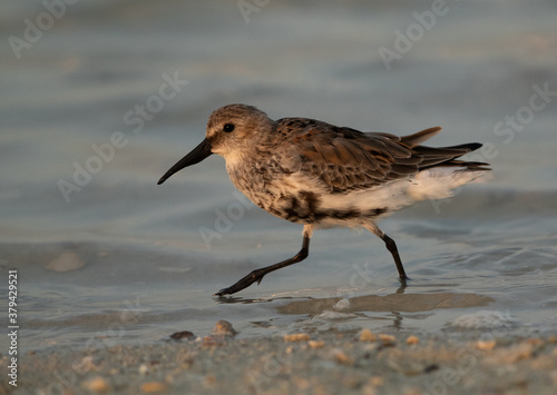 Dunlin in breeding plumage at Busaiteen coast, Bahrain © Dr Ajay Kumar Singh