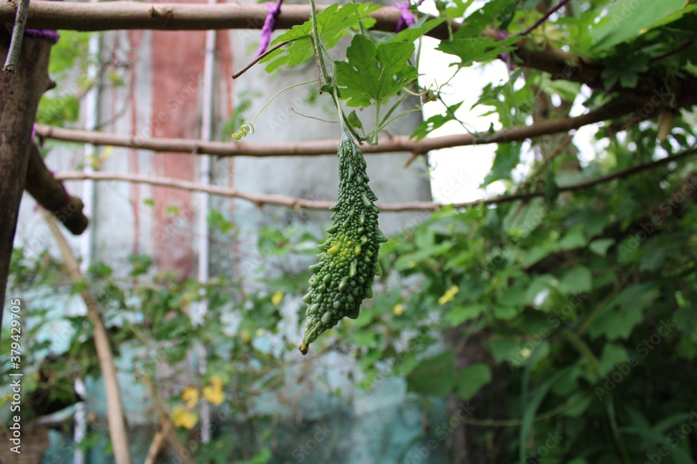 Bitter melon shoot in garden Bitter melon shoot in garden