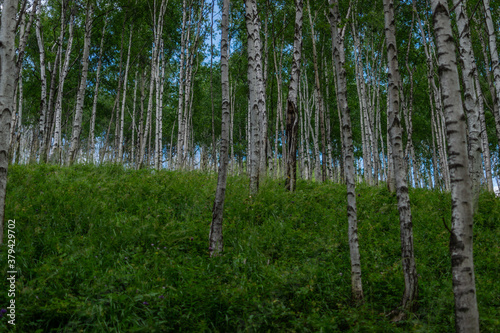 birch thicket  many white tree trunks with black stripes and patterns and green foliage stand in a forest on mountain against a blue sky