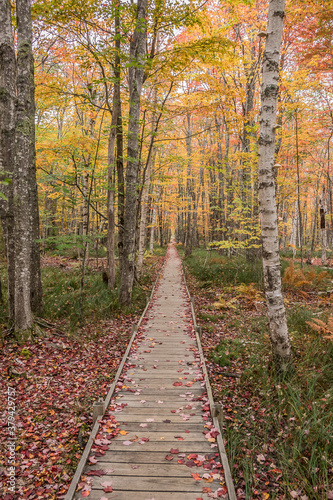 An Inviting Fall Path in Maine