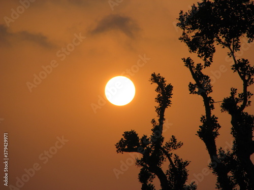 sunset in the forest, tree catching the sun