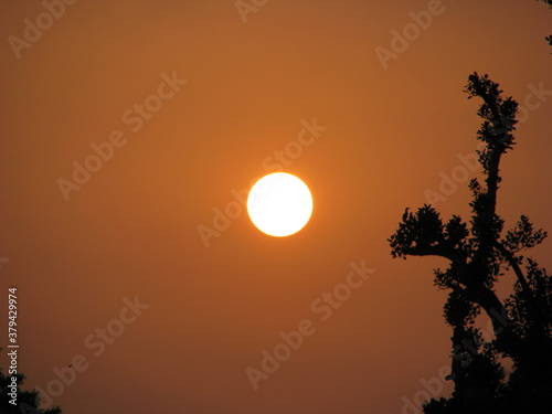 sunset in the forest
