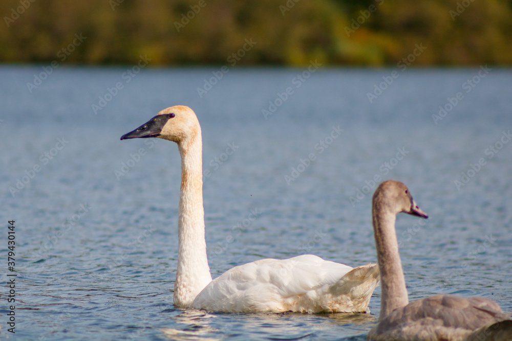 Trumpeter swan and Cygnet (Cygnus buccinator) on a small lake in Wisconsin during late summer, selective focus, background blur
Trumpeter swan and Cygnet (Cygnus buccinator) on a small lake in Wisconsin during late summer, selective focus, background blur