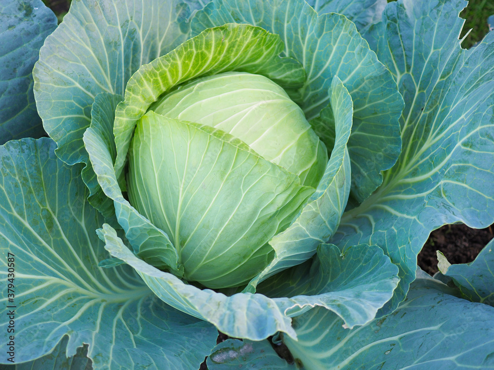 Ripe head of cabbage. Agricultural plant. Brassica oleracea. Harvesting