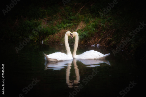 two white swans on the water