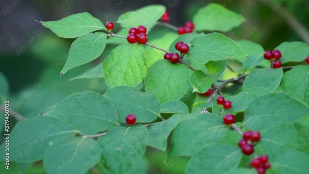 Close-up honeysuckle plant with red berries. Close-up honeysuckle plant with red berries.