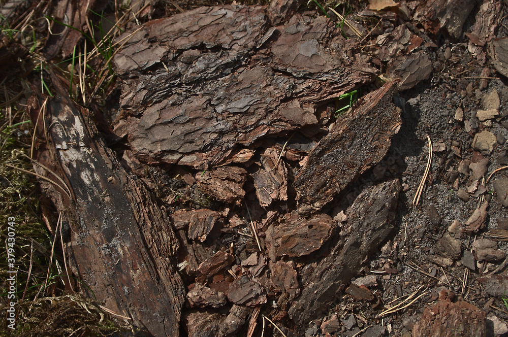 Tree bark background 