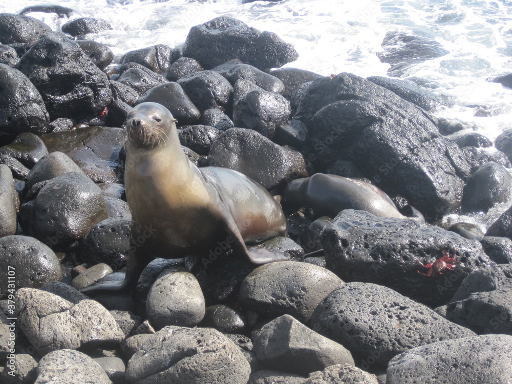 Fototapeta premium The cute sea lions playing on the Galapagos Islands, Ecuador