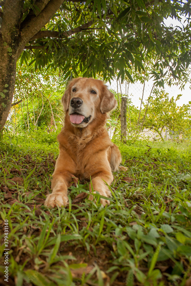golden retriever dog golden retriever dog