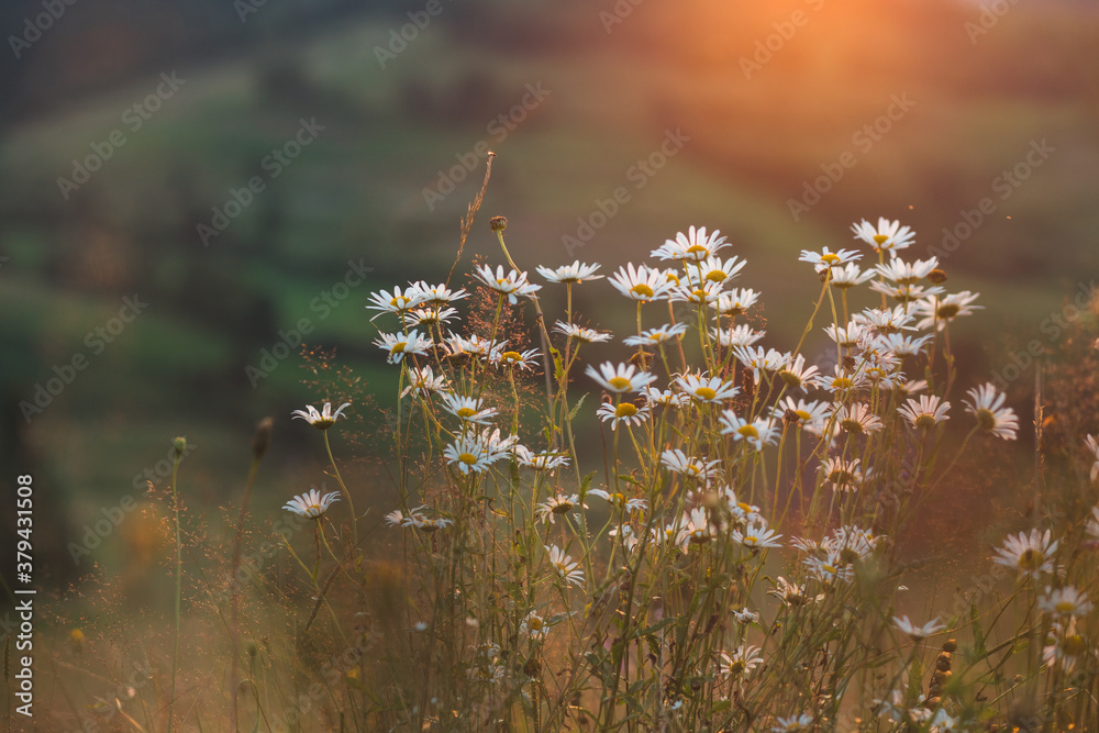 Obraz premium daisies on the hillside before sunset