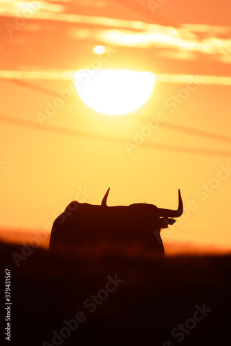 Atardecer en la ganadería Victorino Martín.

Coucher du soleil á la ganaderia Victorino Martín.

Sunset in the Victorino Martín's ranch. photo