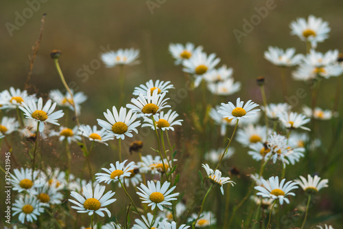 daisies on the hillside before sunset