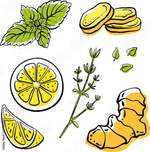 Ginger, lemon, mint, thyme. Colorful sketch collection of herbs and spices isolated on white background. Doodle hand drawn healthy food icons. Vector illustration