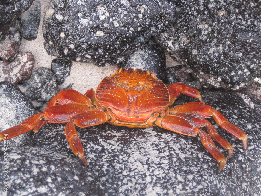 The Grapsus Grapsus / Sally Lightfoot Red Crab on the Galapagos Islands in Ecuador The Grapsus Grapsus / Sally Lightfoot Red Crab on the Galapagos Islands in Ecuador