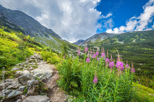 Mountain landscape with fireweed flowers in Rohace area of the Tatra National Park, Slovakia, Europe.