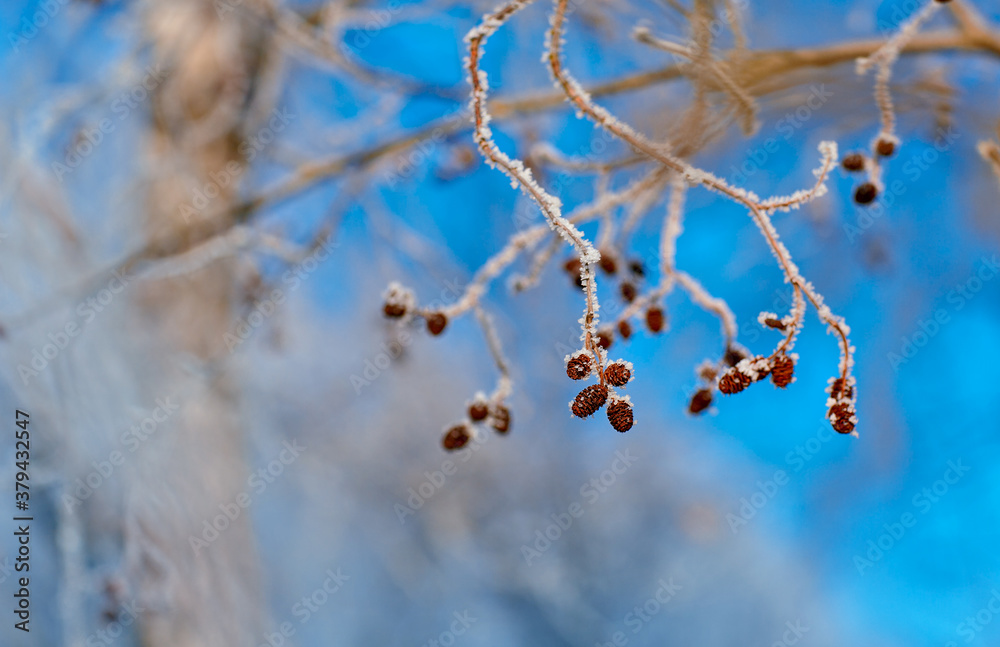 Obraz premium a branch of alder with young pine cones in the frost