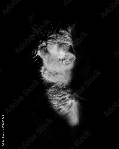 black and white cat portrait © Alexey Strechen