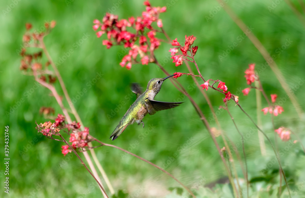 A Rufous Hummigbird (Selasphorus rufus) Drinks Nectar from Red Coral Bell Flowers (Heuchera) in an Urban Backyard in Colorado A Rufous Hummigbird (Selasphorus rufus) Drinks Nectar from Red Coral Bell Flowers (Heuchera) in an Urban Backyard in Colorado