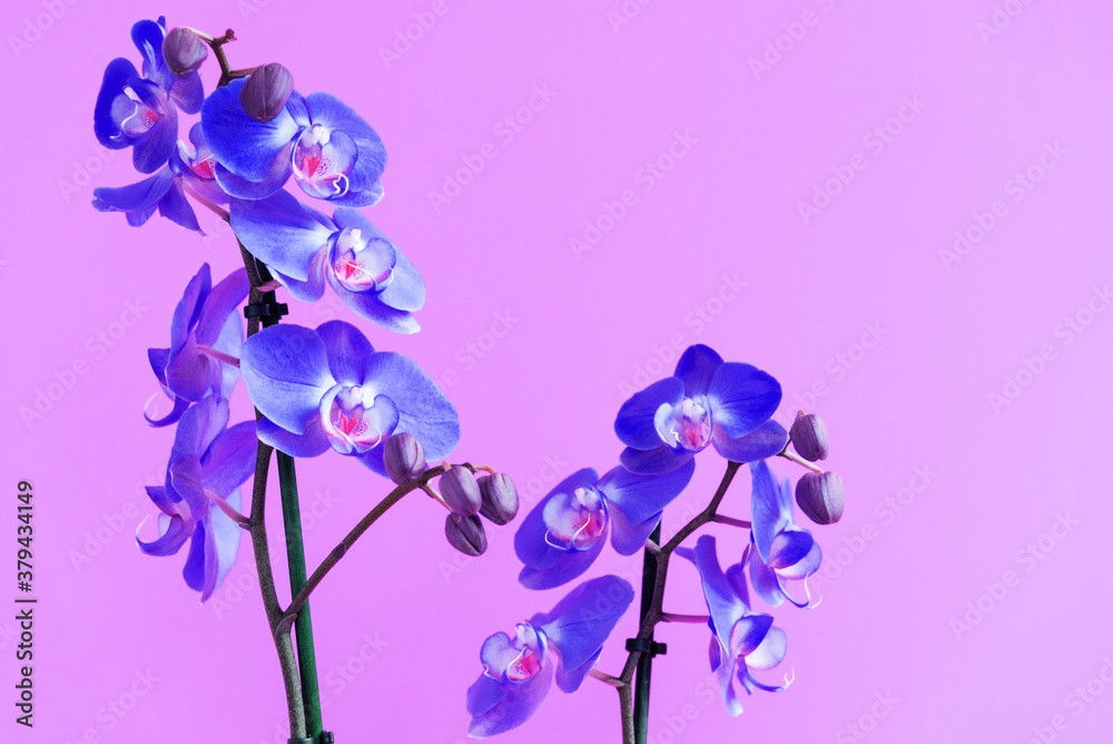 Fototapeta premium Moth orchids in bloom, flourishing Phalaenopsis plant. Purple flower with petals, close up of houseplant. Elegant decorative botany, present for holidays, romantic gift. Tropical florist garden