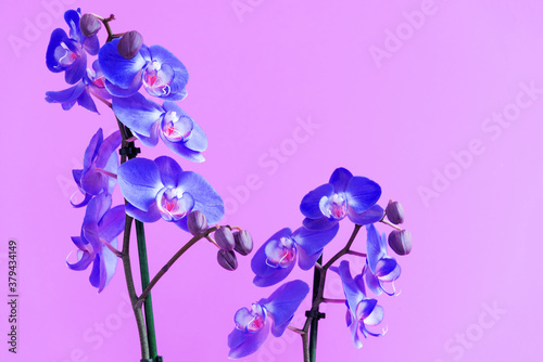 Moth orchids in bloom, flourishing Phalaenopsis plant. Purple flower with petals, close up of houseplant. Elegant decorative botany, present for holidays, romantic gift. Tropical florist garden