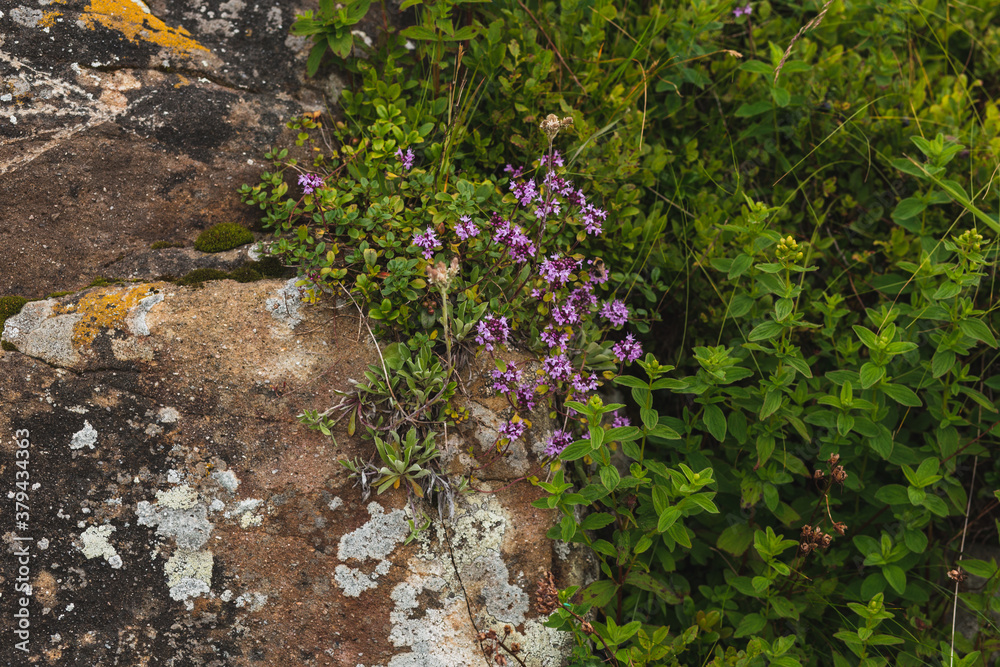 thyme and moss on stone thyme and moss on stone
