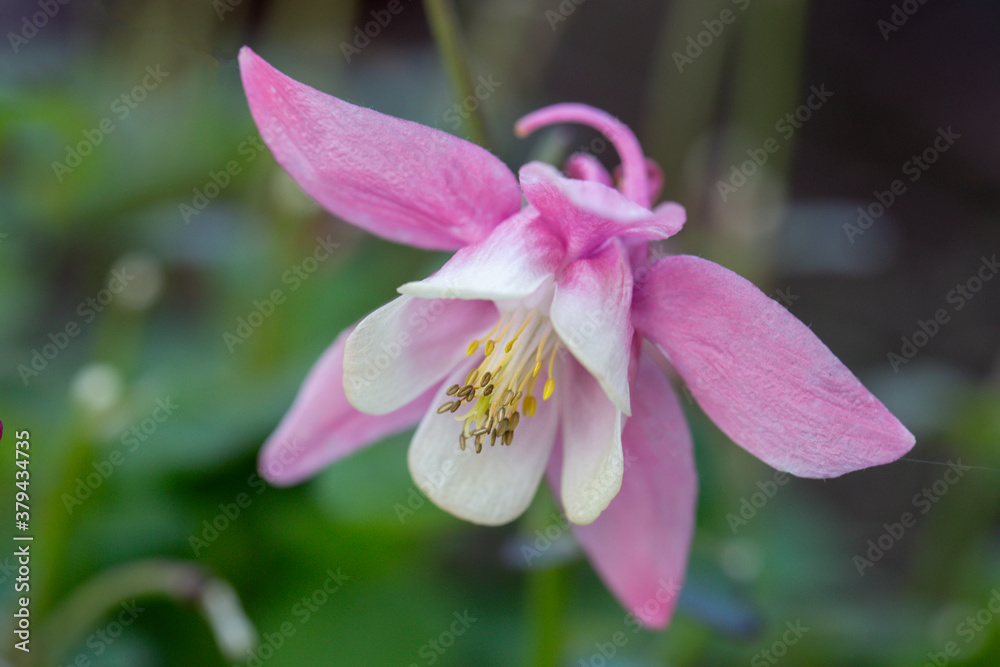 Pink aquilegia on a background of green leaves. Gardening. Beauty of nature. Pink aquilegia on a background of green leaves. Gardening. Beauty of nature.