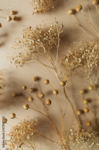 ripe dry herb on beige background. autumn dried flowers of neutral color. nature monochrome vertical card. natural decor © Natalia