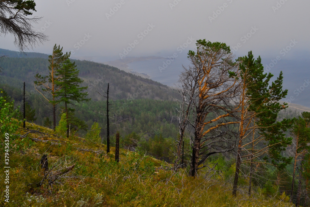 Green dry trees after a fire stand against the background of the shore of lake Baikal in fog, smoke, in warm light, top view, view from the mountain