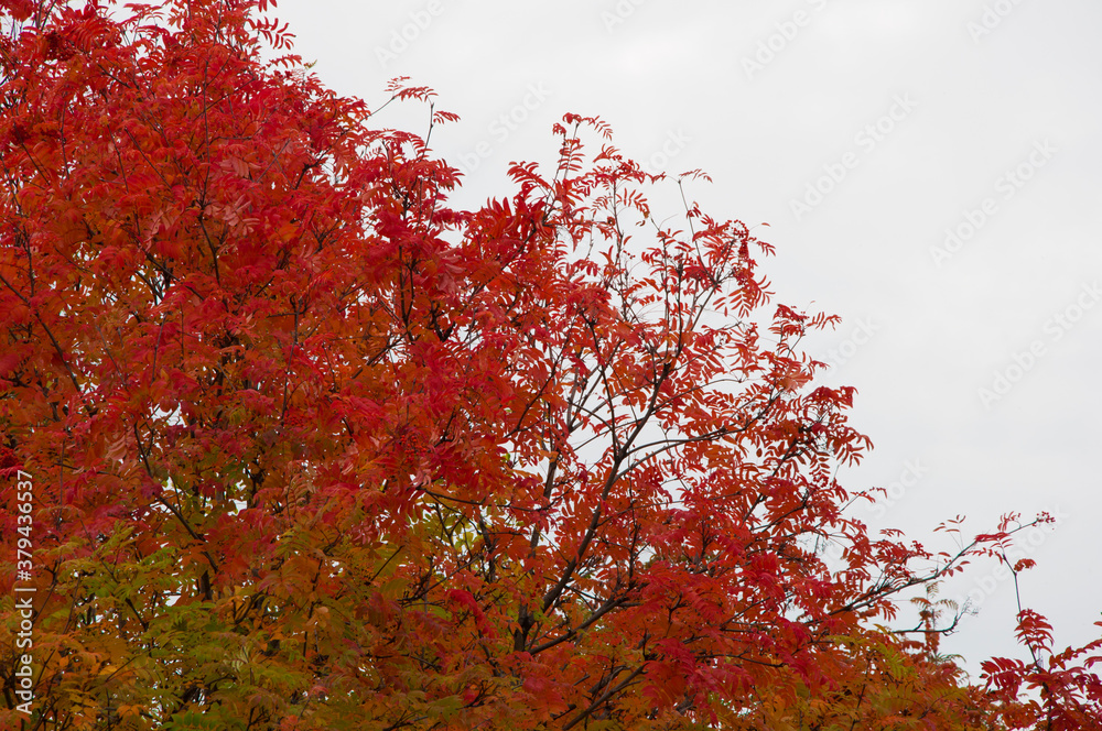 autumn landscape with bright colorful leaves. autumn landscape with bright colorful leaves.