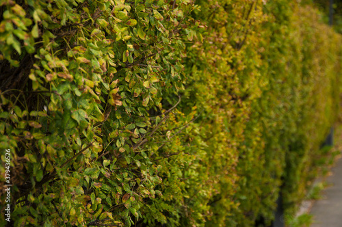 Wallpaper Mural autumn landscape with bright colorful leaves. Torontodigital.ca