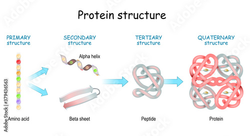 Protein structure levels. From Amino acid to Alpha helix, Beta sheet, peptide, and protein molecule. photo