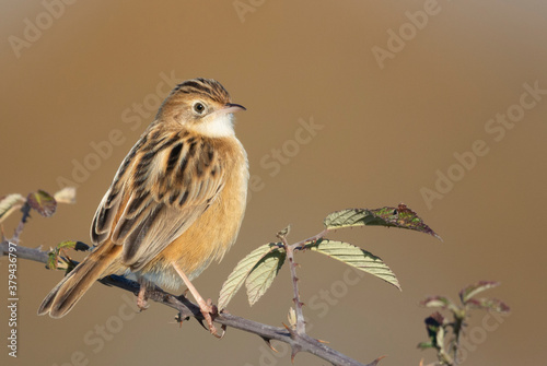 Small passerine bird, zitting cisticola