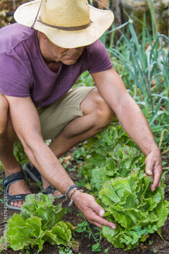 Fototapeta premium farmer collecting lettuce from his plantation