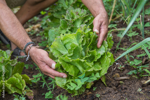 farmer collecting lettuce from his plantation