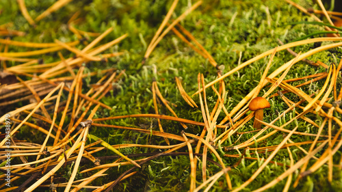 Pine needles, moss and mushroom.