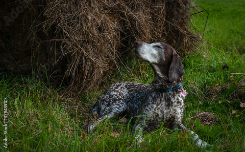 A hunting dog lies on the field. German Kurzhaar.
