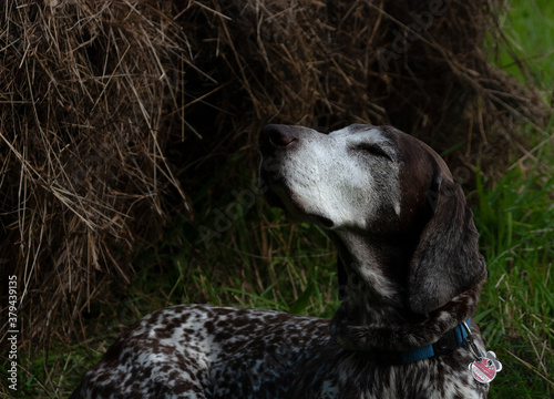 A hunting dog lies on the field. German Kurzhaar. 1