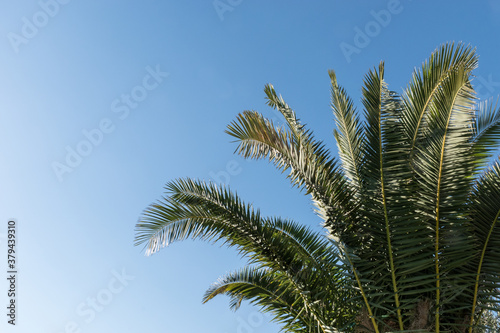 Palm leaves isolated on blue background