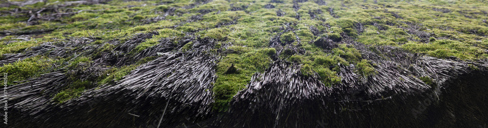 Green moss on a stone wall. Moss on the old house thatch. Moss on the old straw roof closeup.