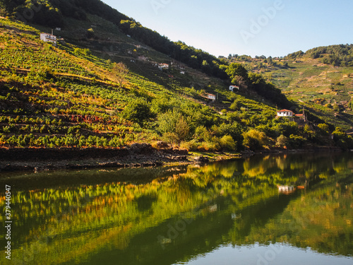 vineyards on a hillside reflected in a river