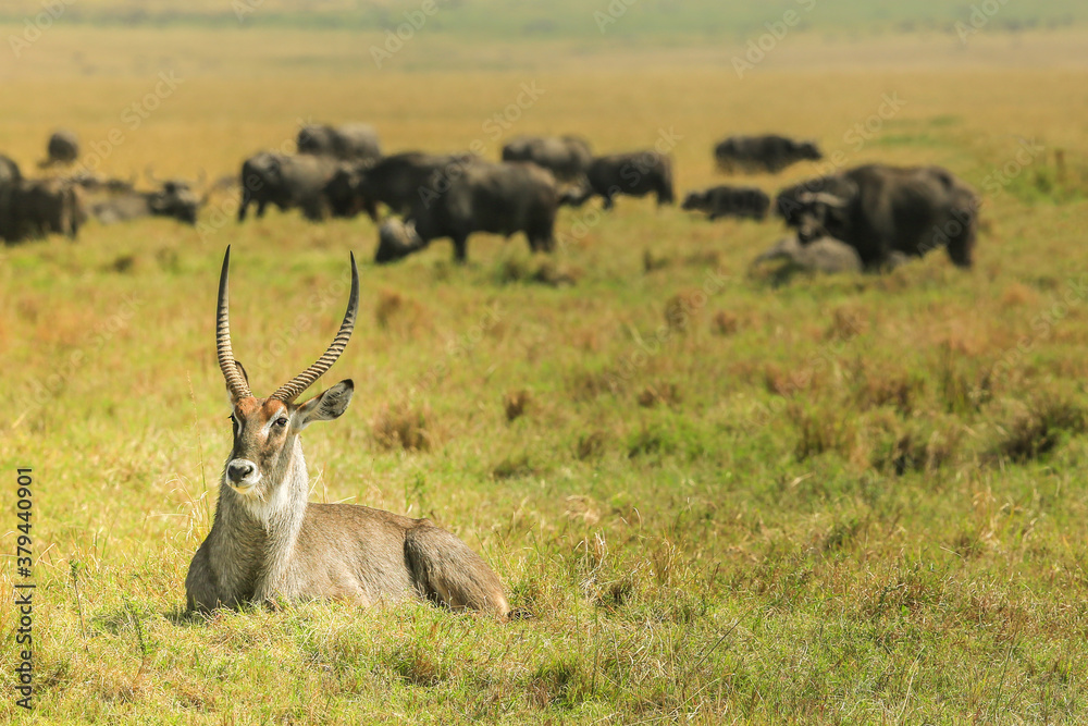 Fototapeta premium The waterbuck with horns lying on the grass, against the background of a grazing herd of buffaloes.