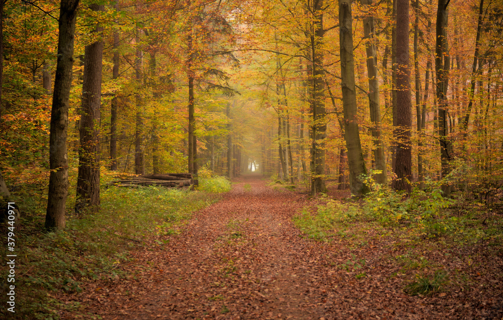 Ein Waldweg im Herbstwald