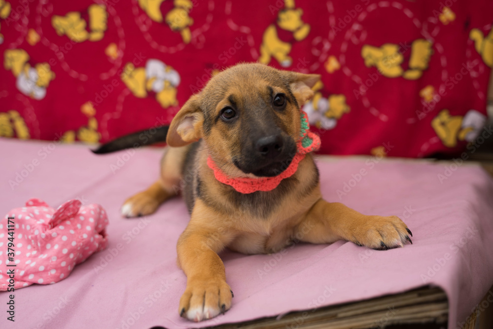 Obraz premium tricolor puppy on a colored and pink background