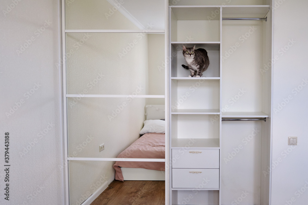 The cat sits on a shelf in a new closet