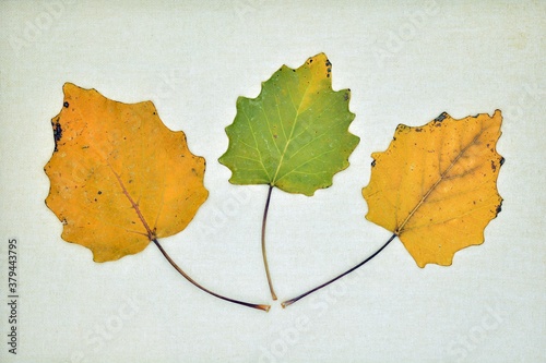 Tres hojas de álamo en otoño sobre un lienzo